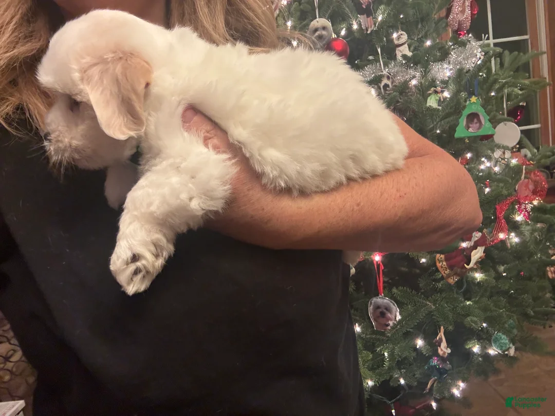 Coton De Tulear dogs for sale: Coton De Tulear Puppy 4 Eison - Ad 3