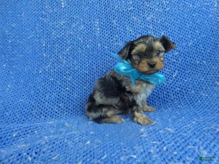 Yorkshire Terrier dogs - Ad 12