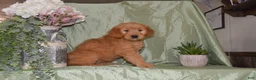 Goldendoodle dogs for sale: Beverly - Ad 4