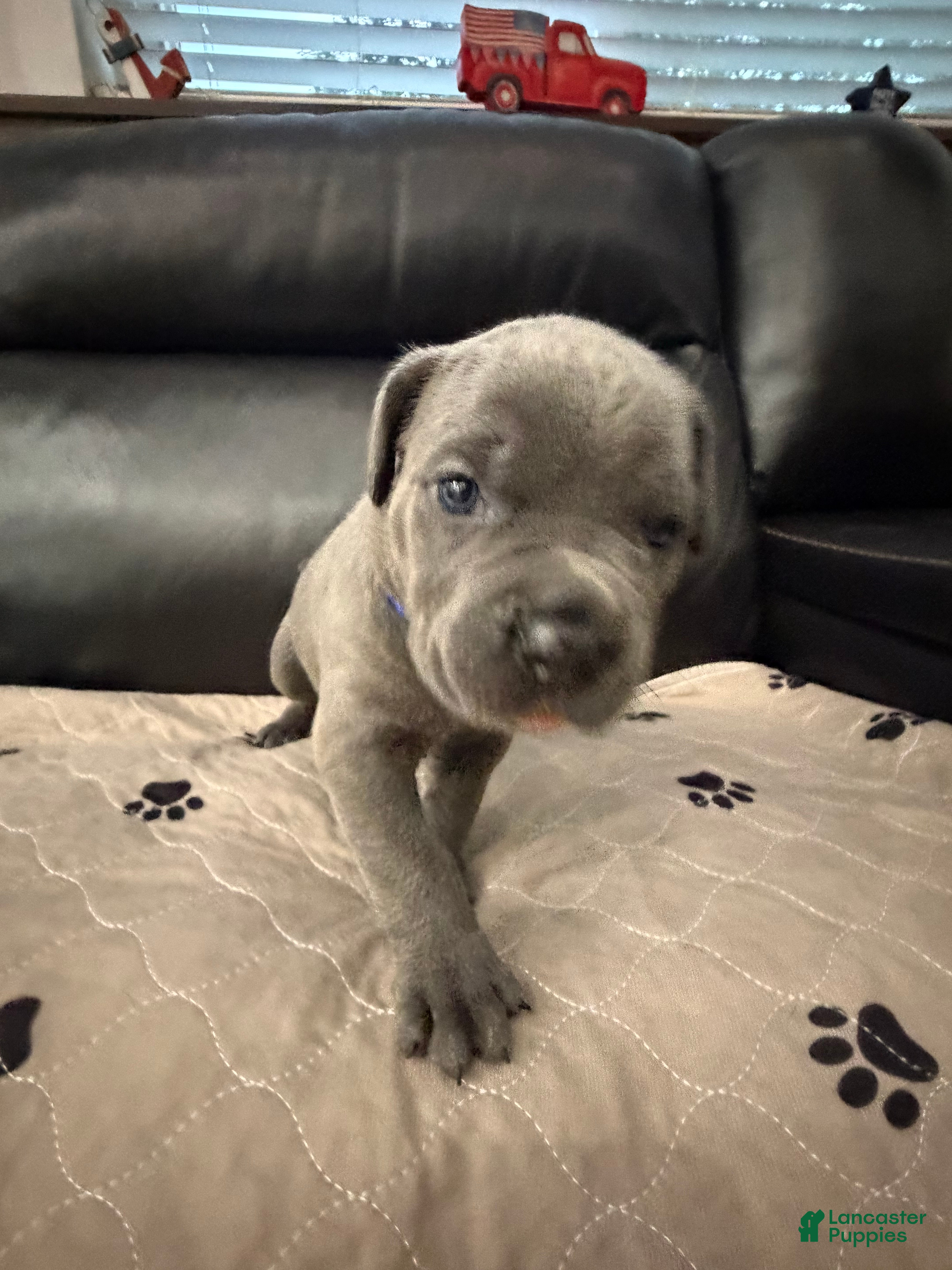 Cane Corso dogs Blue Collar  - Ad 2