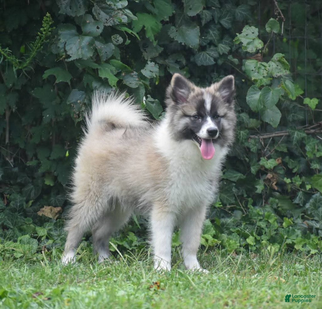 Nenets Herding Laika dogs for sale: Rowan - Ad 3