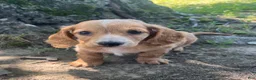 Miniature Dachshund dogs for sale: Bruce - Ad 1