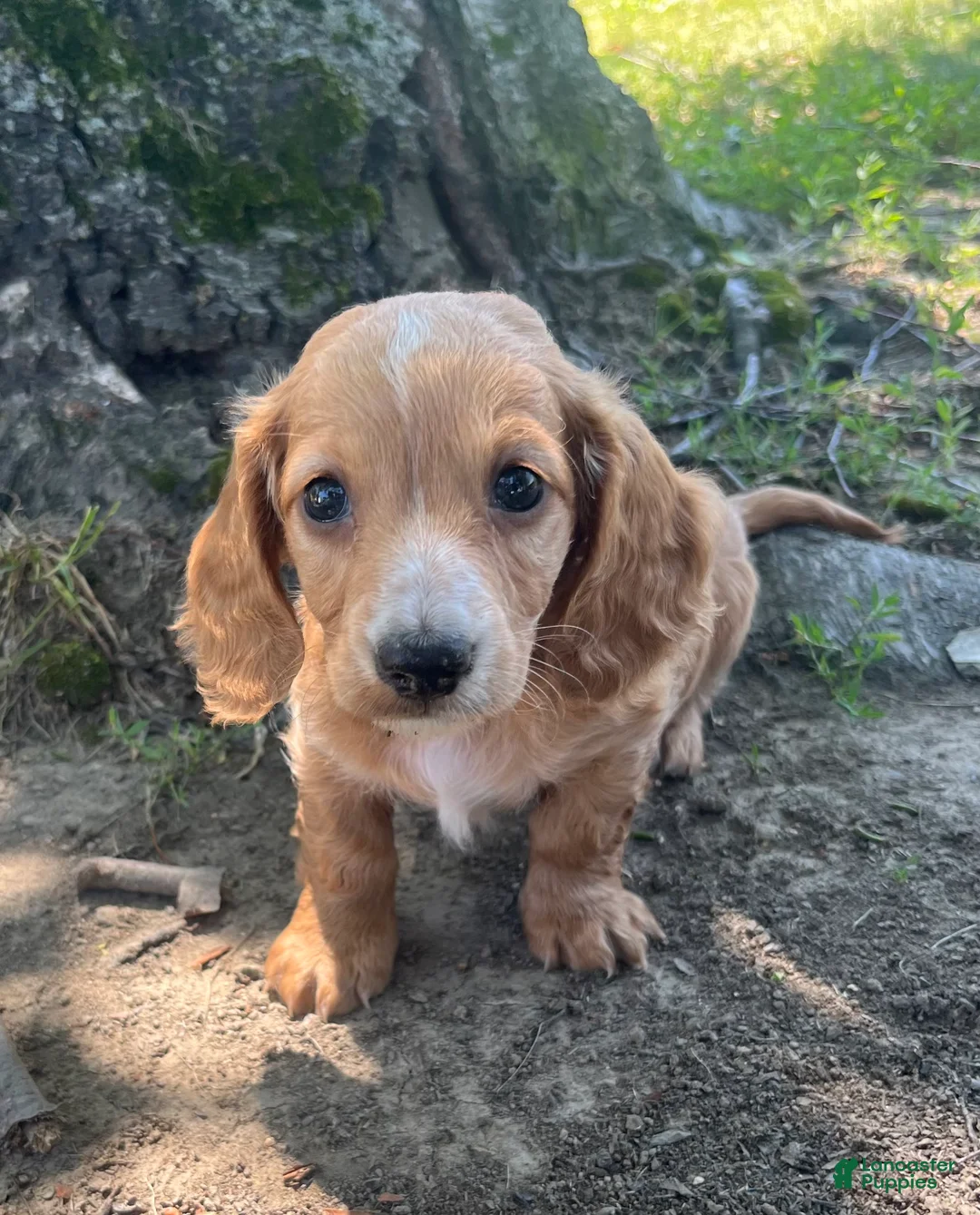 Miniature Dachshund dogs for sale: Bruce - Ad 1