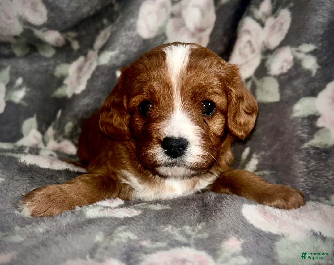 Cavapoo dogs for sale: Ryleigh 🌼  - Ad 3