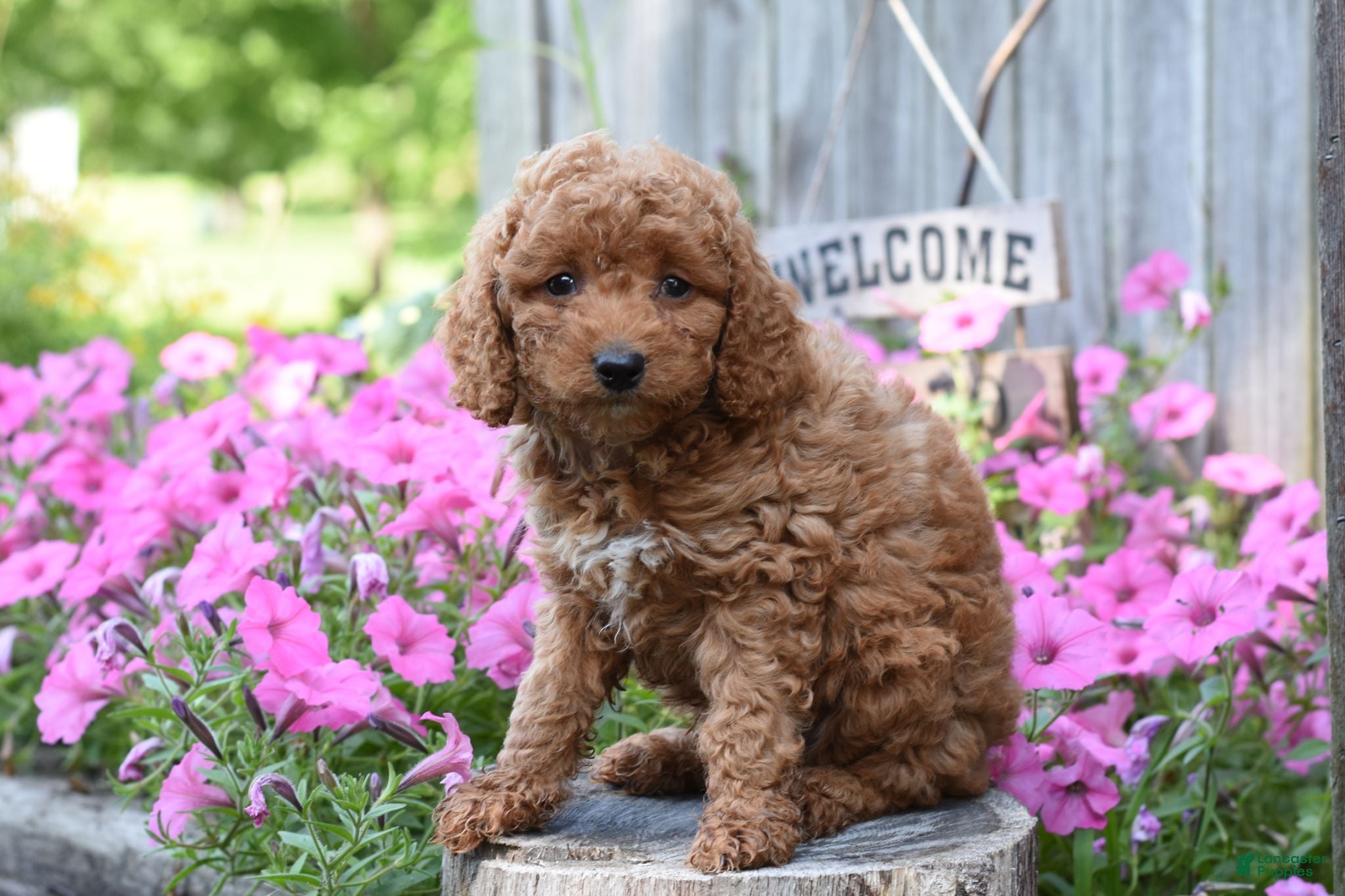 Cockapoo dogs Ruffles - Ad 2