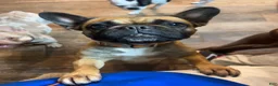 Mixed Breed dogs for sale: Skittles - Ad 11