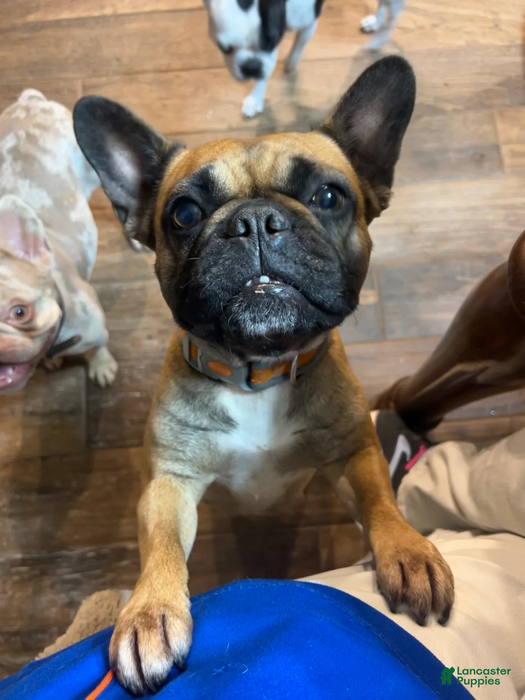 Mixed Breed dogs for sale: Skittles - Ad 11