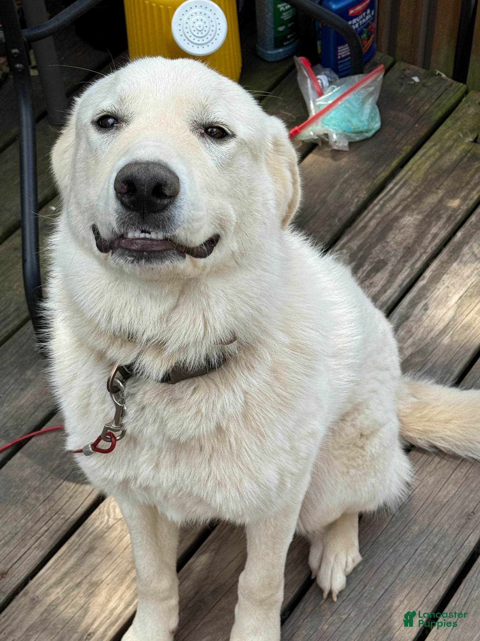 Great Pyrenees dogs Great Pyrenees 1 - Ad 17