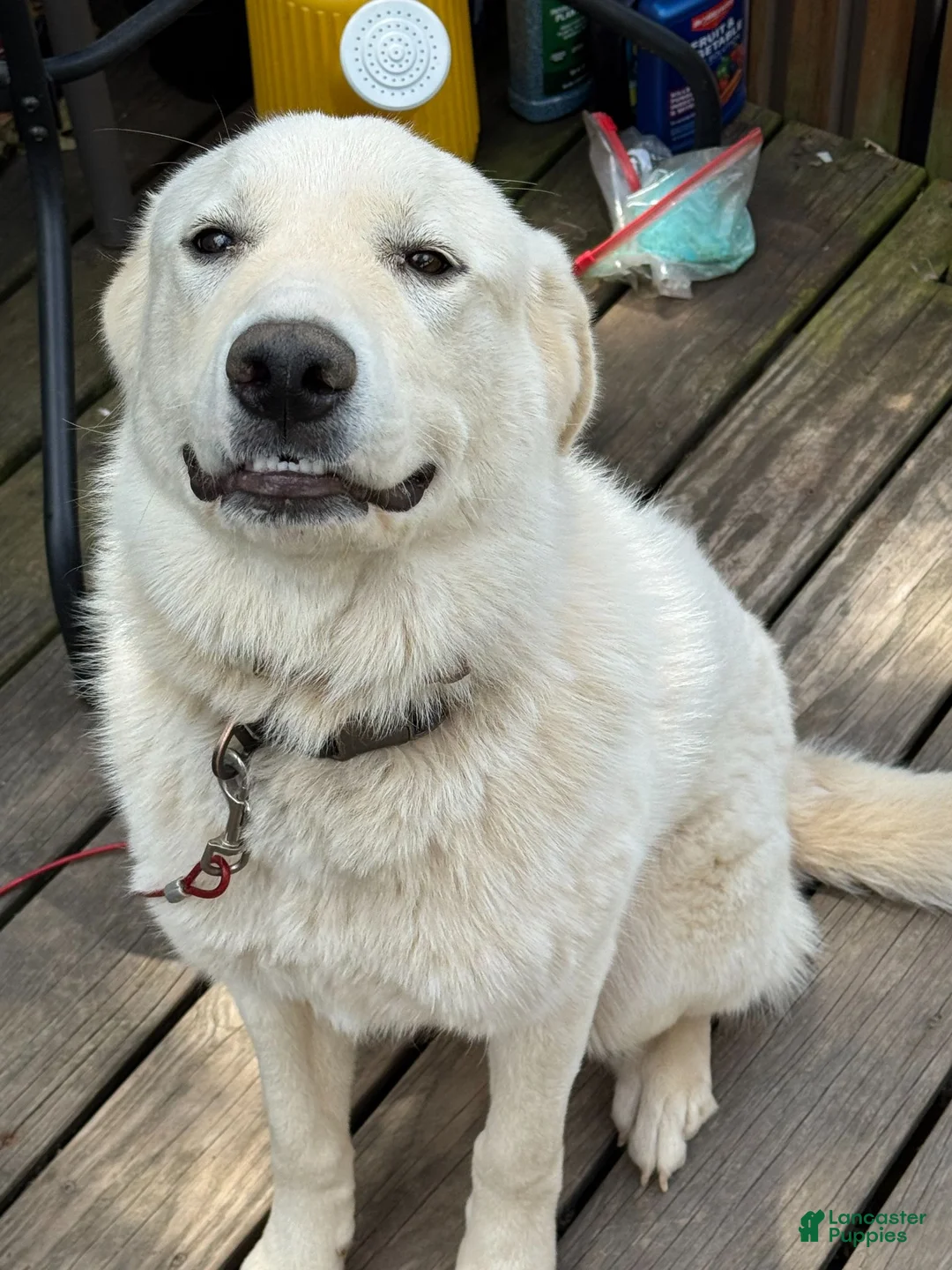 Great Pyrenees dogs for sale: Great Pyrenees 1 - Ad 1