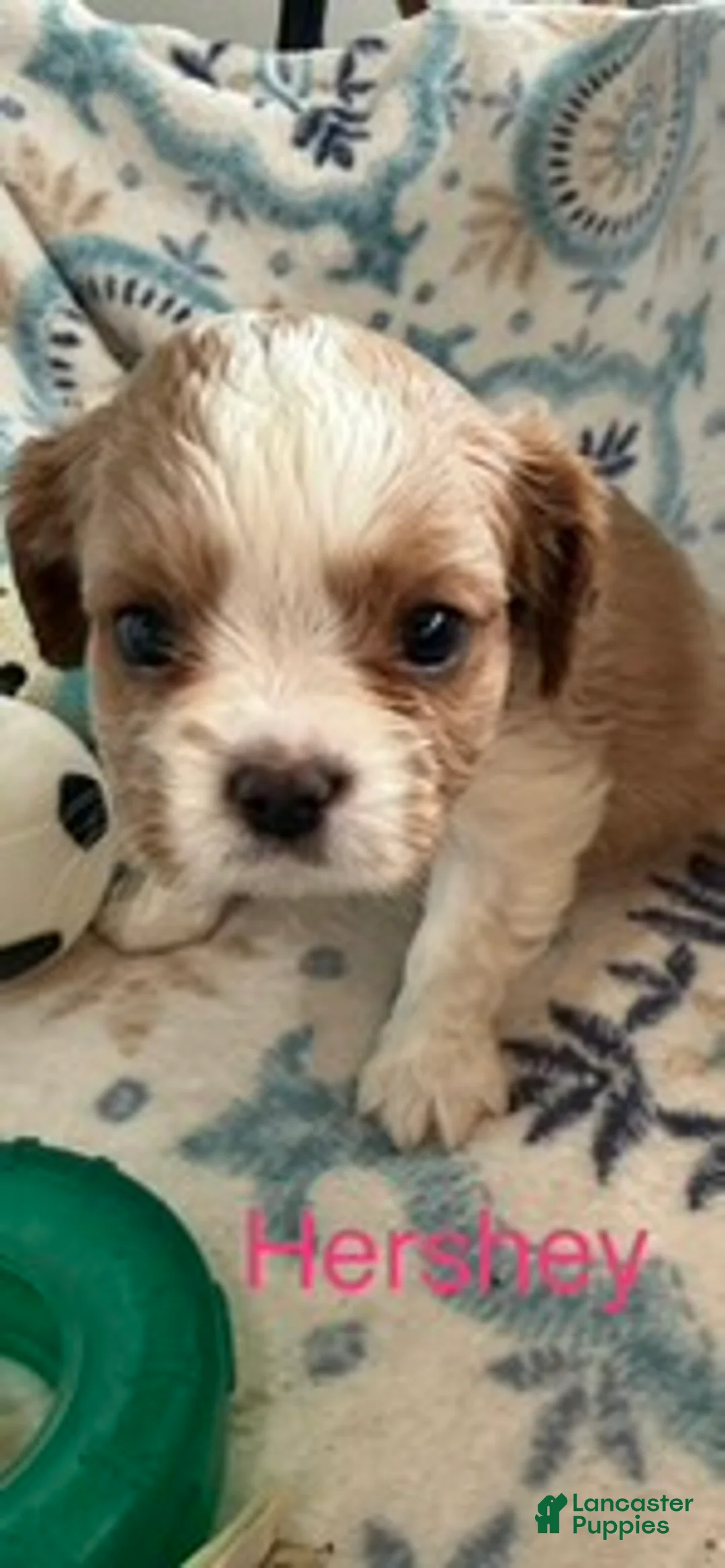 Cavalier King Charles Spaniel dogs for sale: Hershey - Ad 3