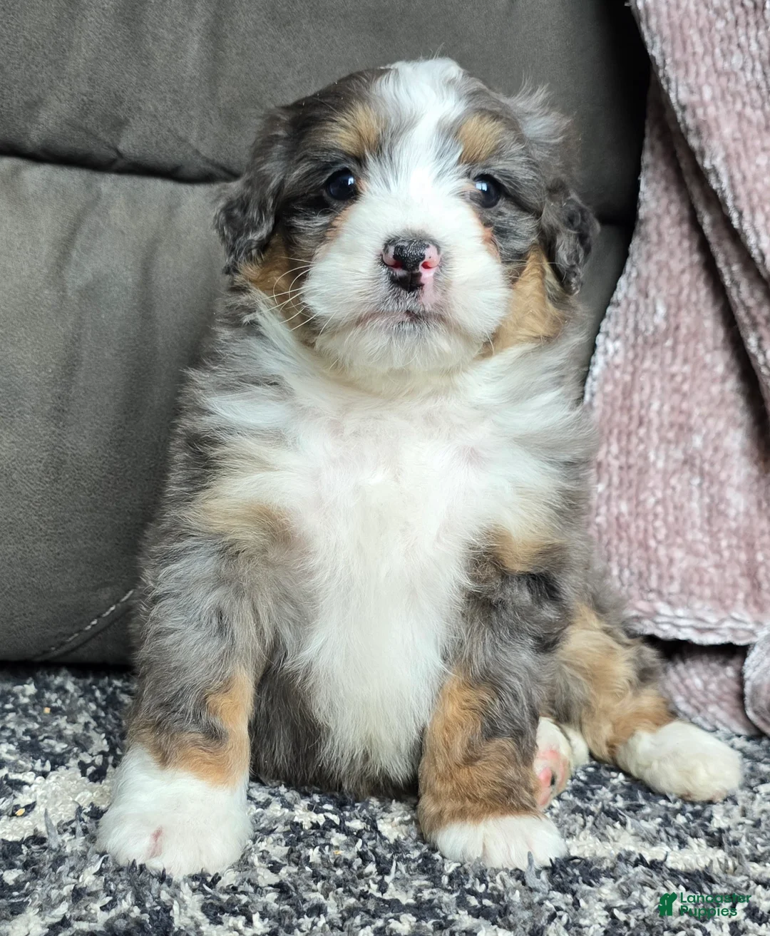 Mini Bernedoodle dogs for sale: Mini Archie - Ad 18