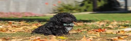 Miniature Poodle dogs for sale: Ringo🐾🐶 - Ad 3