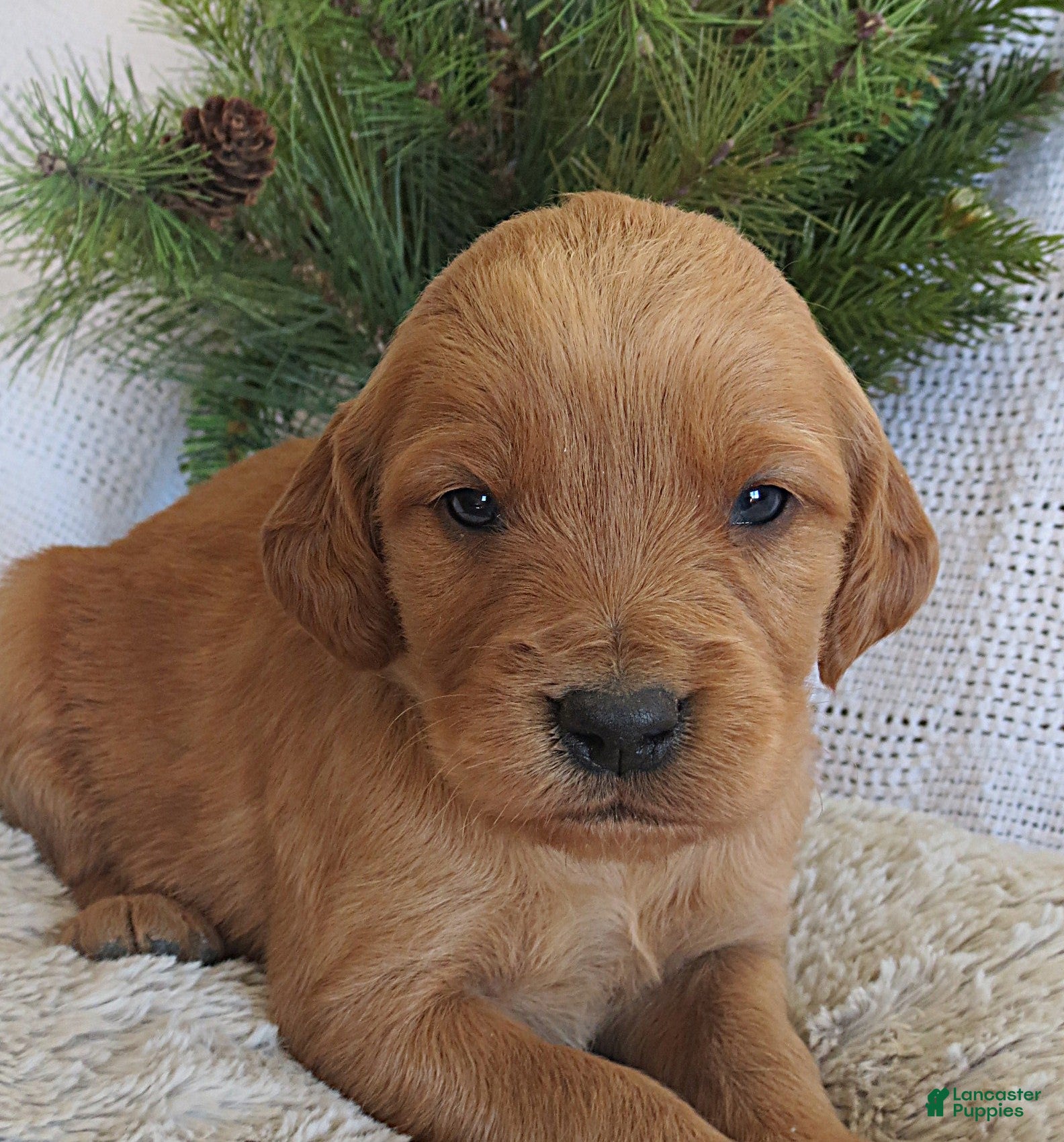 Mixed Breed dogs Mr. Blue - Ad 2