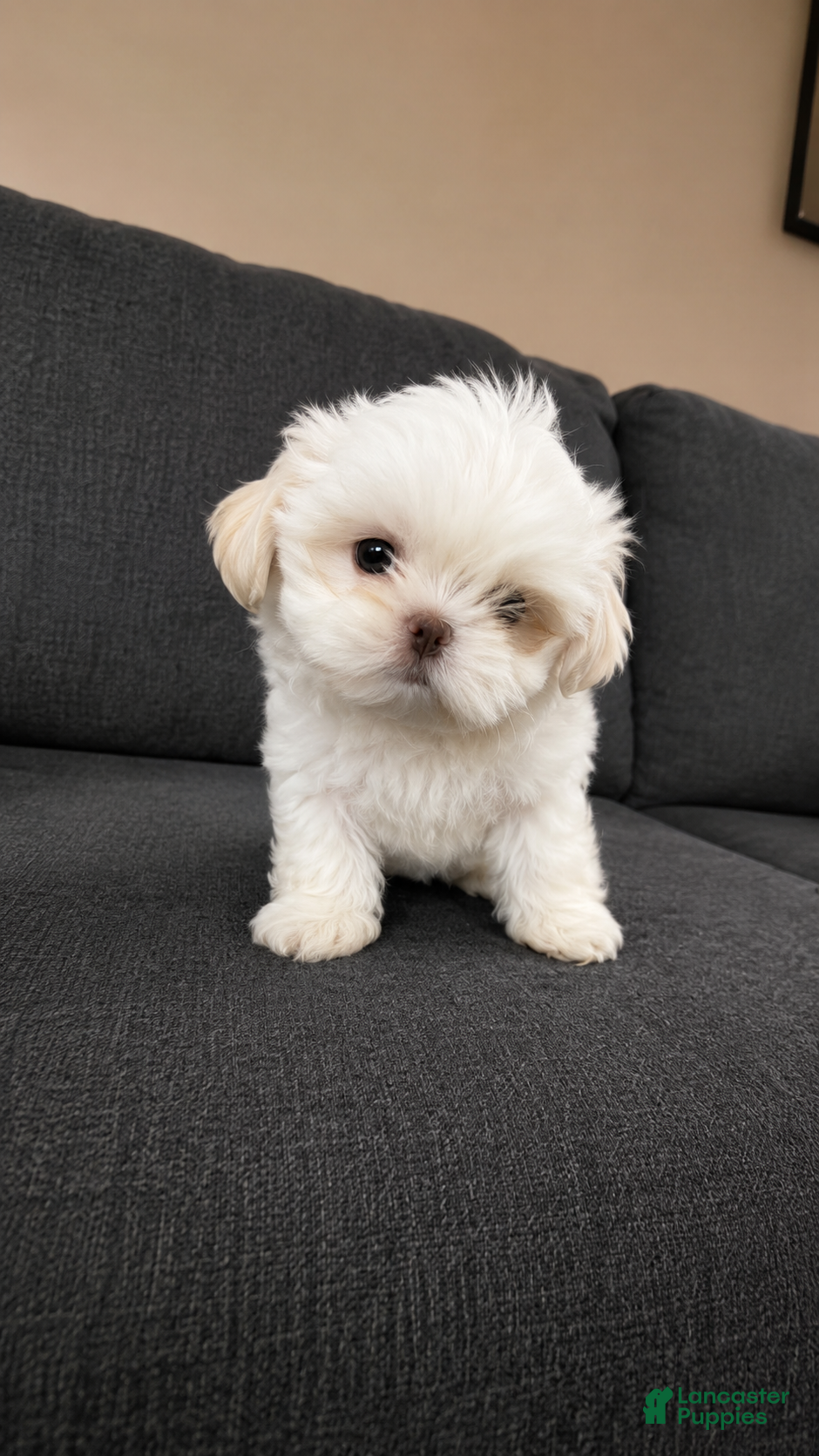 Shih Tzu dogs Snow - Ad 30