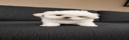 Shih Tzu dogs for sale: Snow - Ad 1