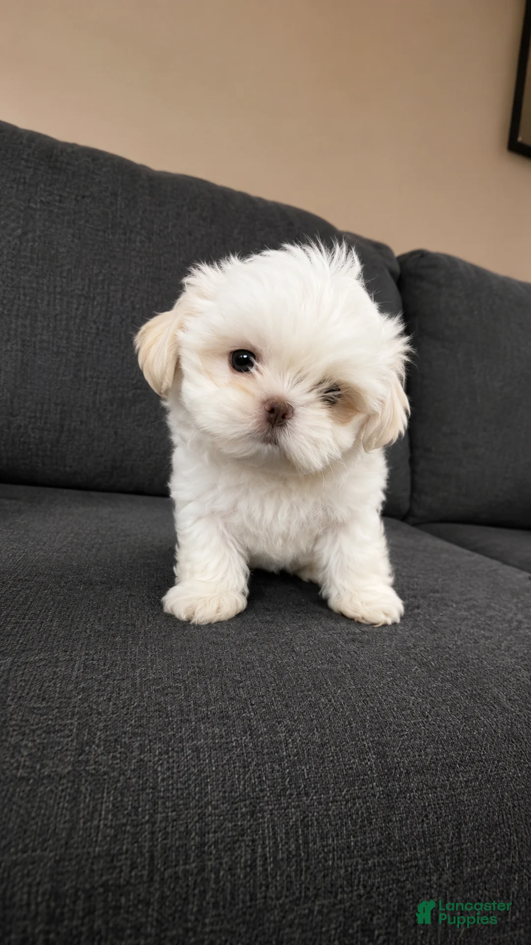 Shih Tzu dogs for sale: Snow - Ad 1