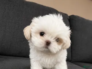 Shih Tzu dogs Snow - Ad 8