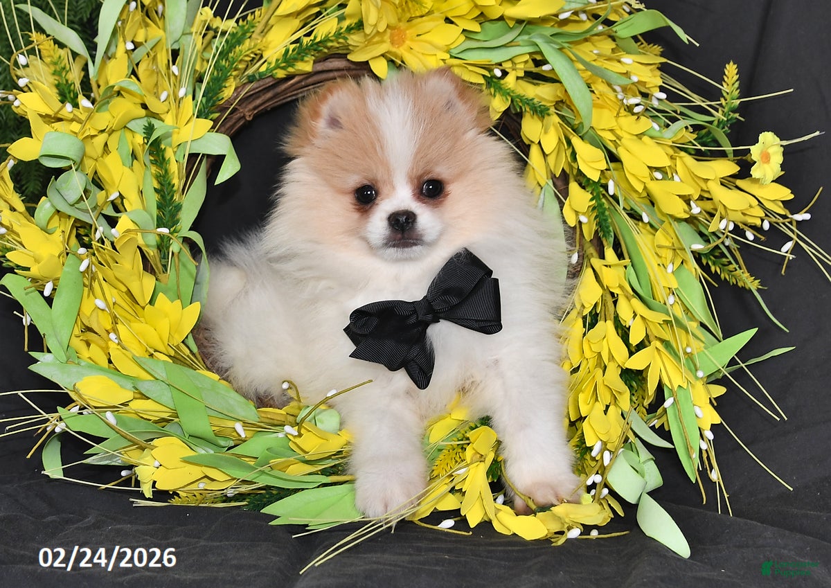 Pomeranian dogs Carson - Ad 2