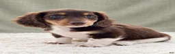 Miniature Dachshund dogs for sale: Miniature Dachshund 4 - Ad 6