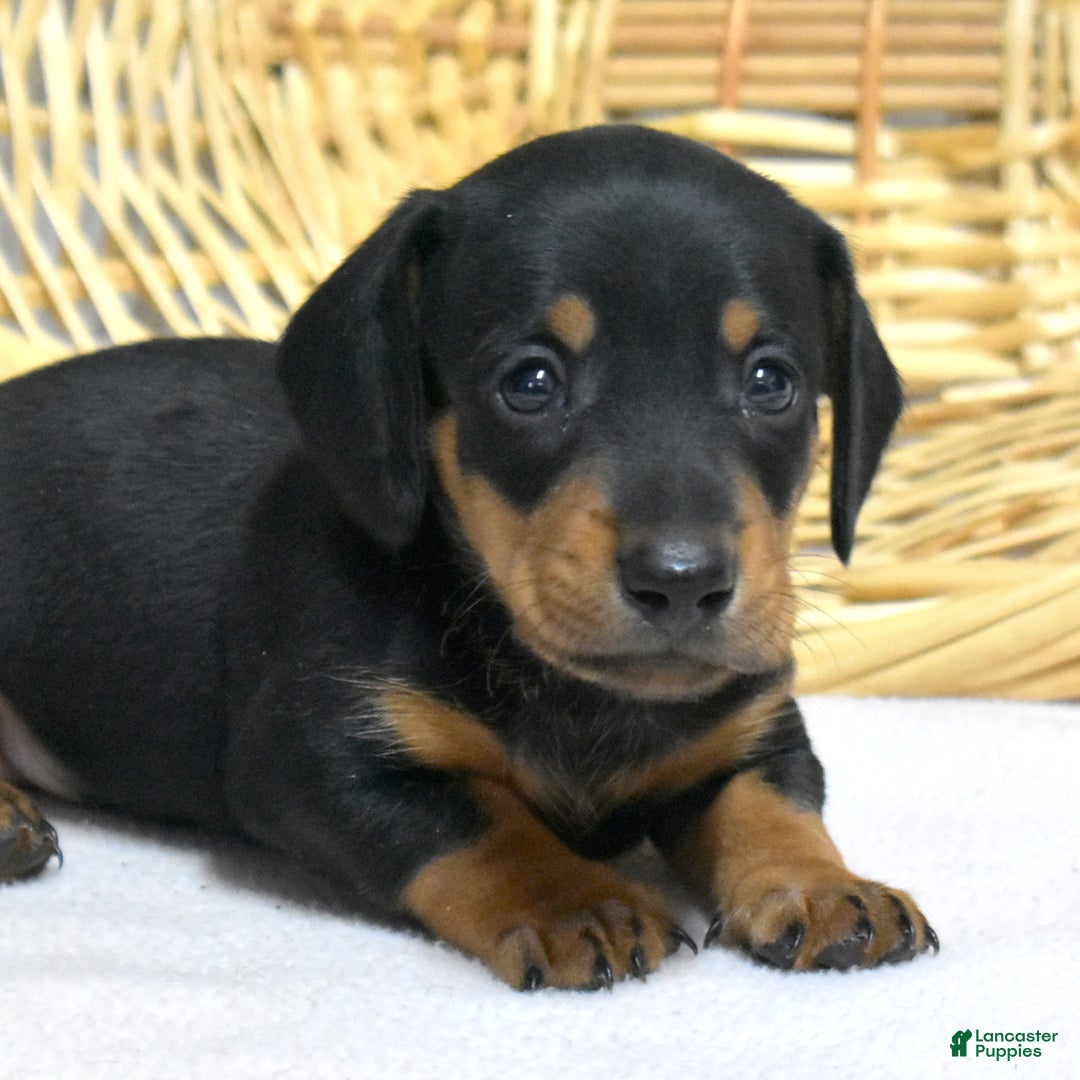 Miniature Dachshund dogs for sale: Lucky - Ad 5