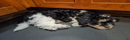 Havapoo dogs for sale: Alfie - Ad 14