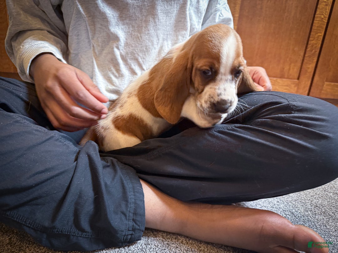 Basset Hound dogs for sale: Sophie - Ad 4