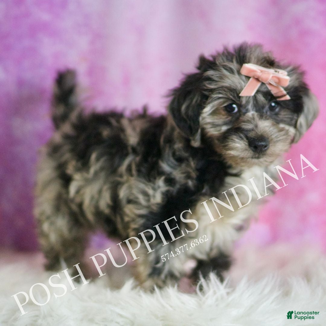 Yorkiepoo dogs for sale: Velvet - Ad 4