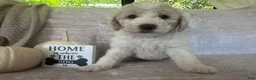 Goldendoodle dogs for sale: Ivory 🤍 - Ad 10