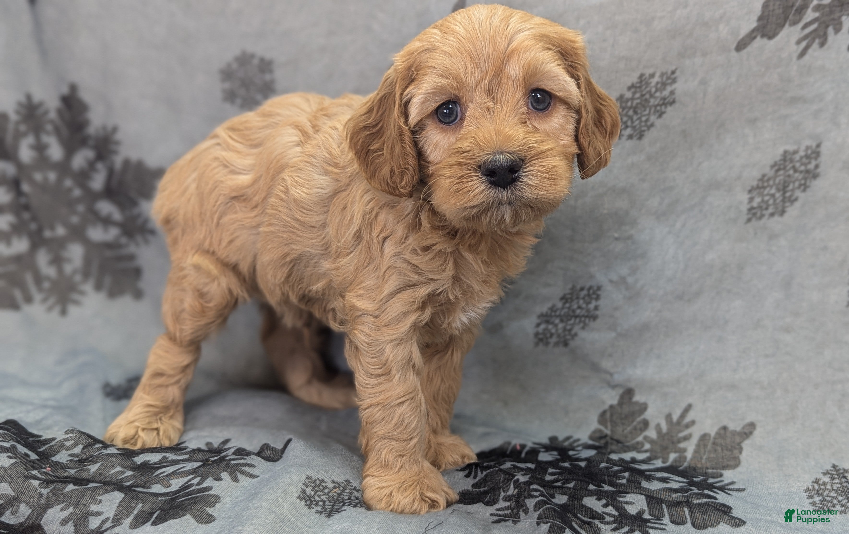 Cockapoo dogs Private Ryan - Ad 25