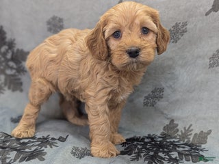 Cockapoo dogs Private Ryan - Ad 36