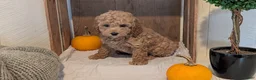 Miniature Poodle dogs for sale: Lady  - Ad 12
