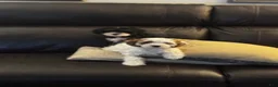 Cavapoo dogs for sale: Hazel - Ad 6