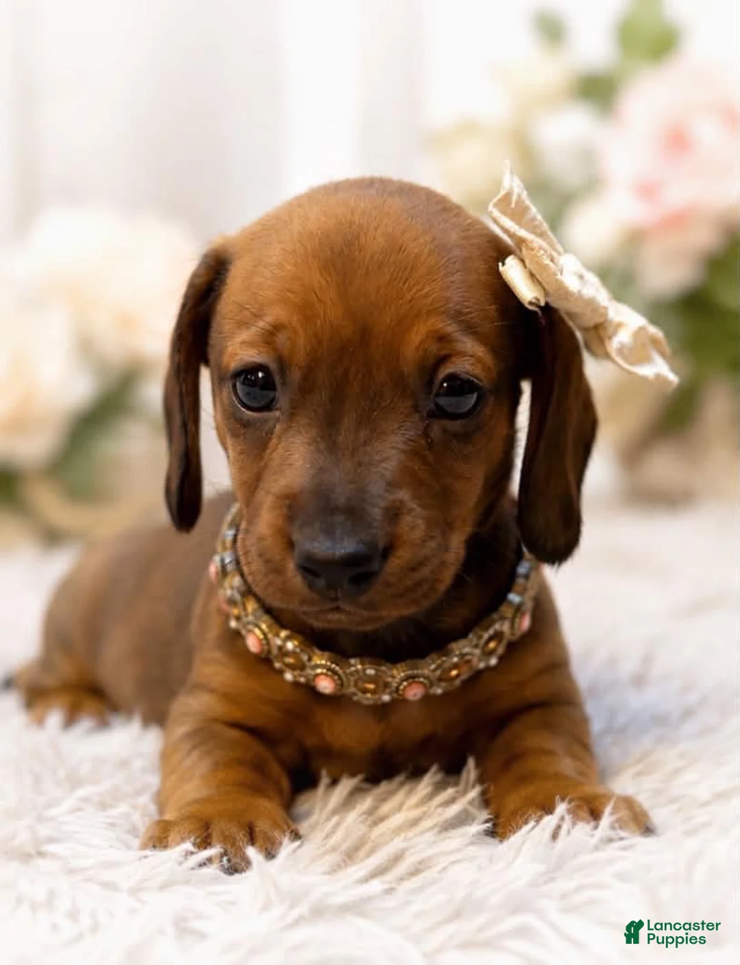 Miniature Dachshund dogs for sale: Rubarb - Ad 6
