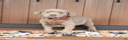 Labrador Retriever dogs for sale: Waffles - Ad 3