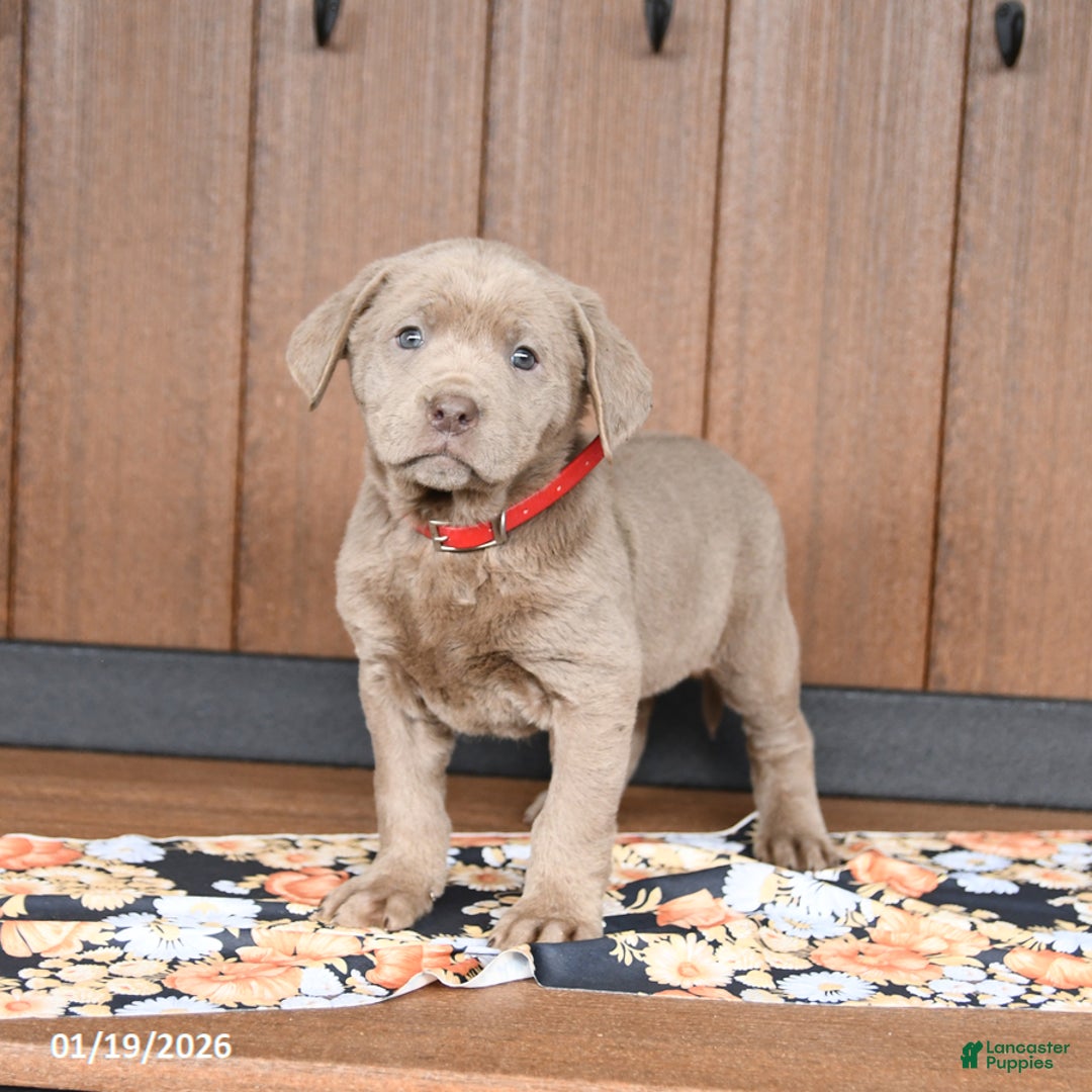 Labrador Retriever dogs for sale: Waffles - Ad 3