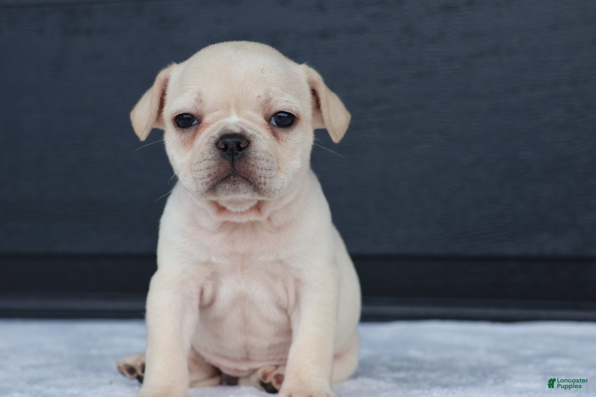 French Bulldog dogs for sale: Roxy  - Ad 1