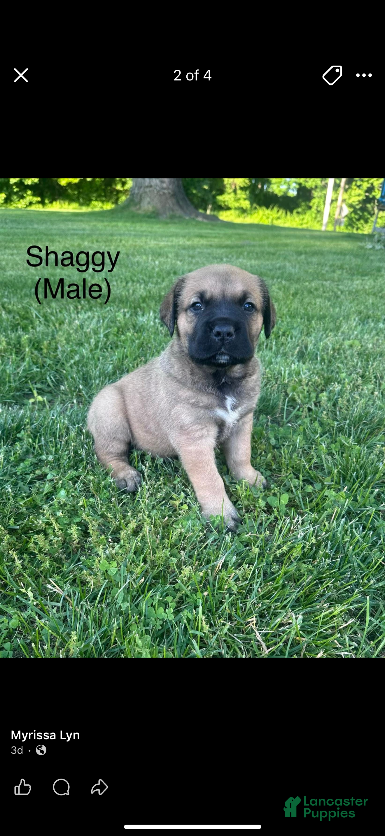 Cane Corso dogs for sale: Cane Corso Puppy 1 - Ad 1