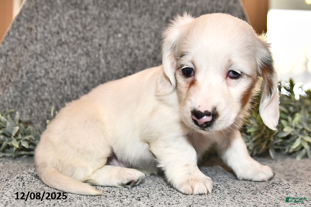 Miniature Dachshund dogs for sale: Ivy - Ad 4