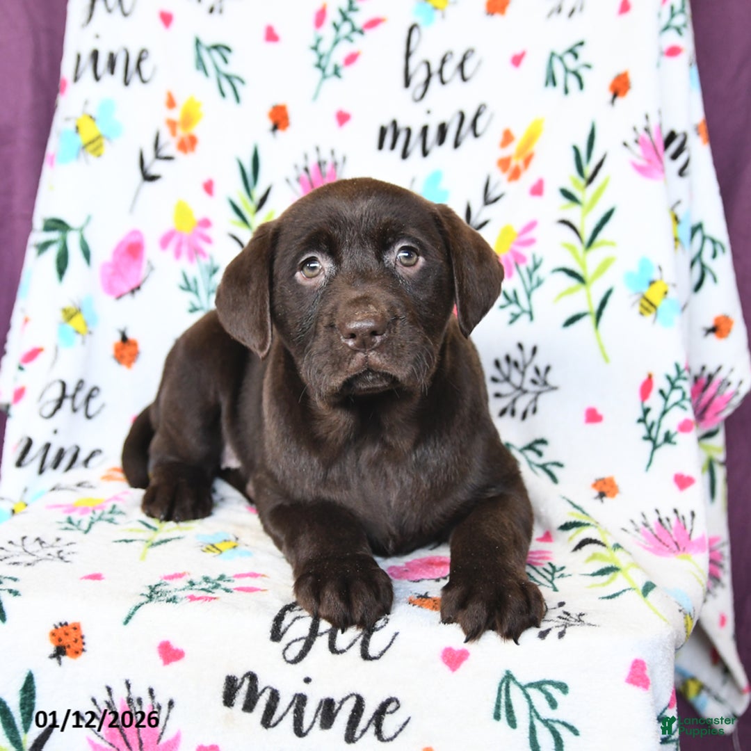Labrador Retriever dogs for sale: Paris - Ad 2