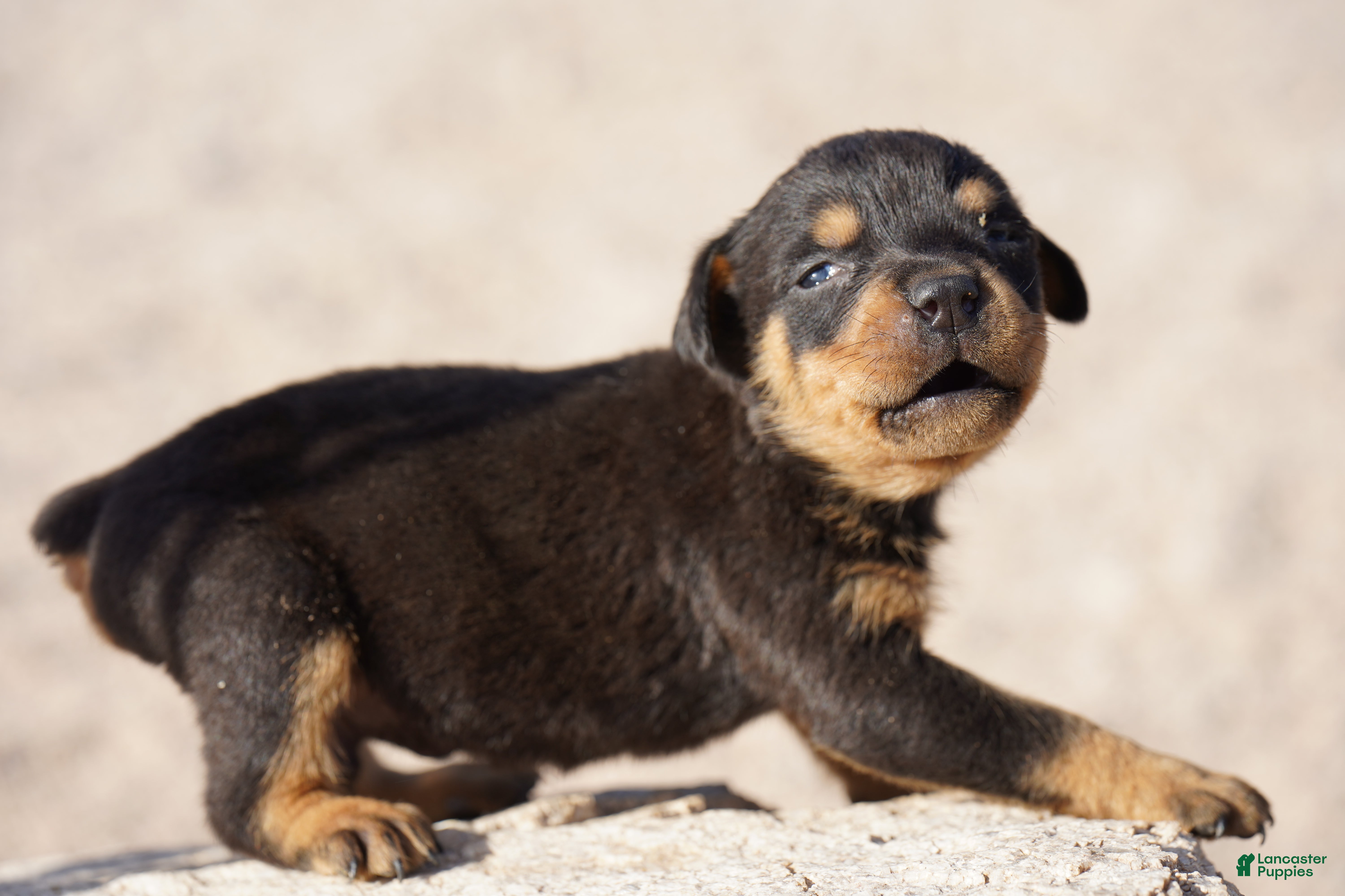 Rottweiler dogs Rott M1 - Ad 18