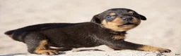 Rottweiler dogs for sale: Rott M1 - Ad 1