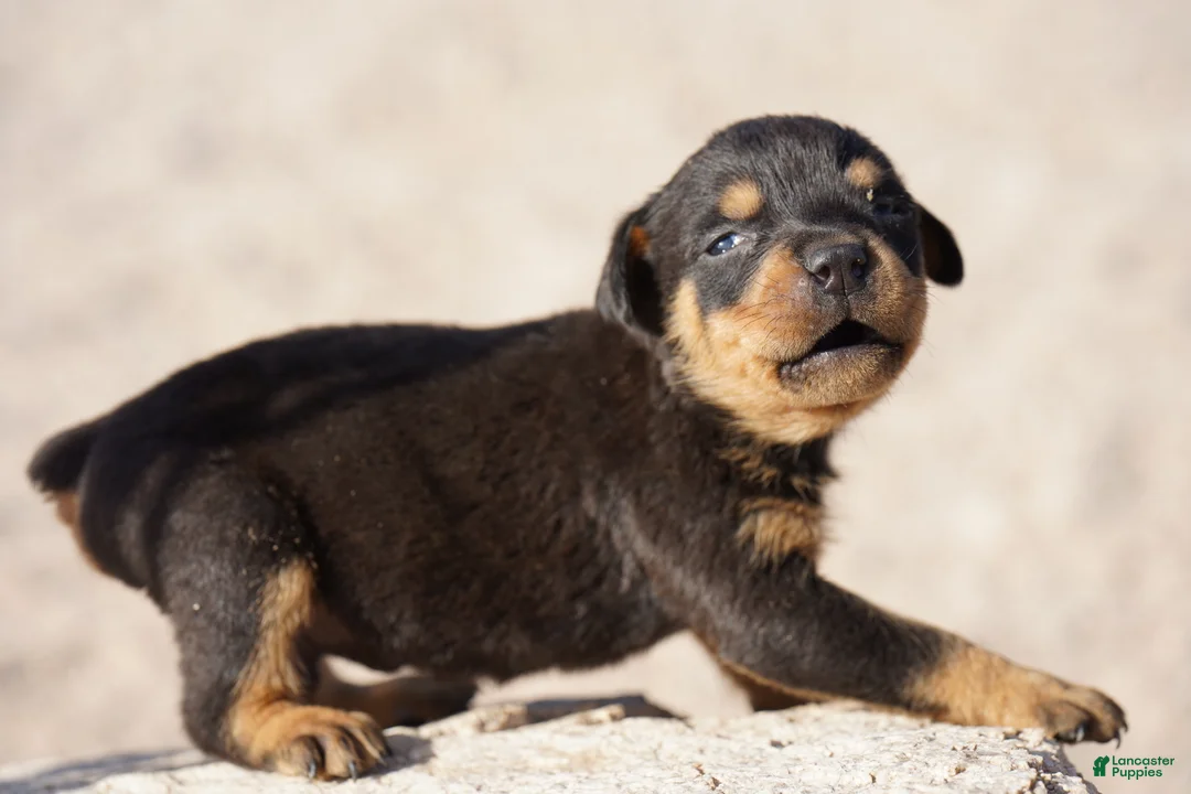 Rottweiler dogs for sale: Rott M1 - Ad 1