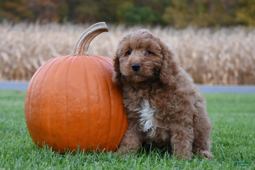 Cockapoo dogs for sale: Pickle - Ad 1
