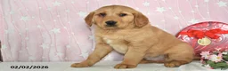 Golden Retriever dogs for sale: Echo - Ad 4