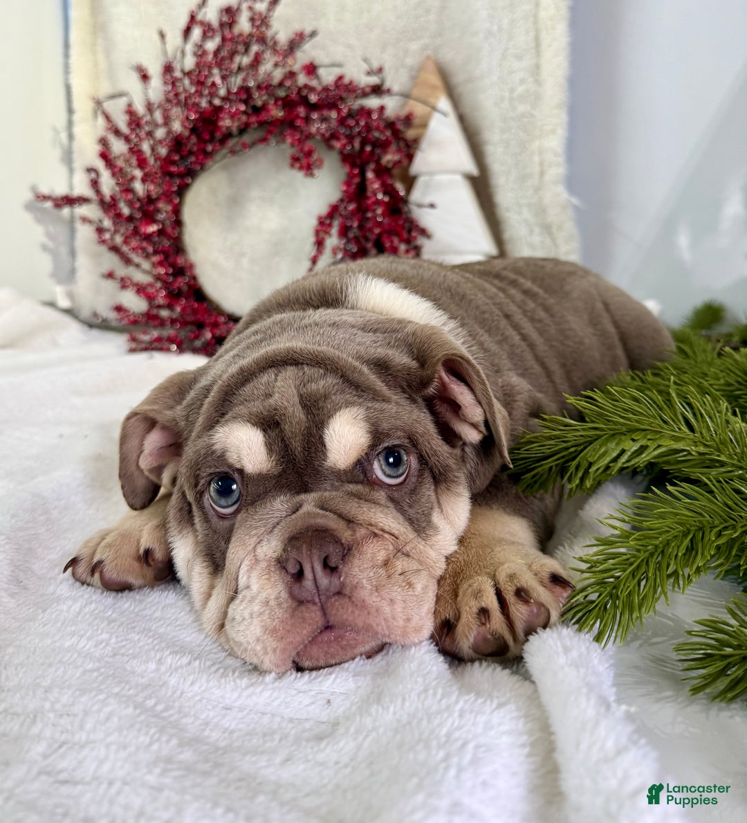 English Bulldog dogs for sale: Skye - Ad 5