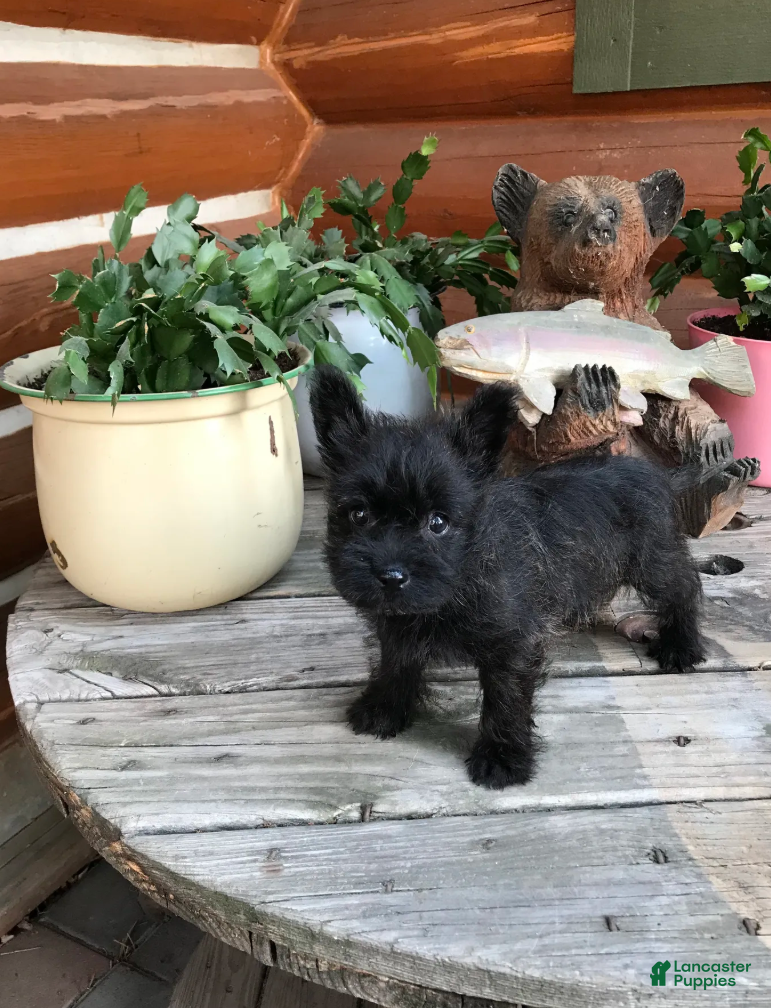 Cairn Terrier dogs Caleb - Ad 1