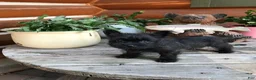 Cairn Terrier dogs for sale: Caleb - Ad 1