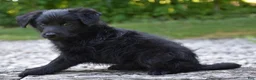 Bordoodle dogs for sale: Remy - Ad 7