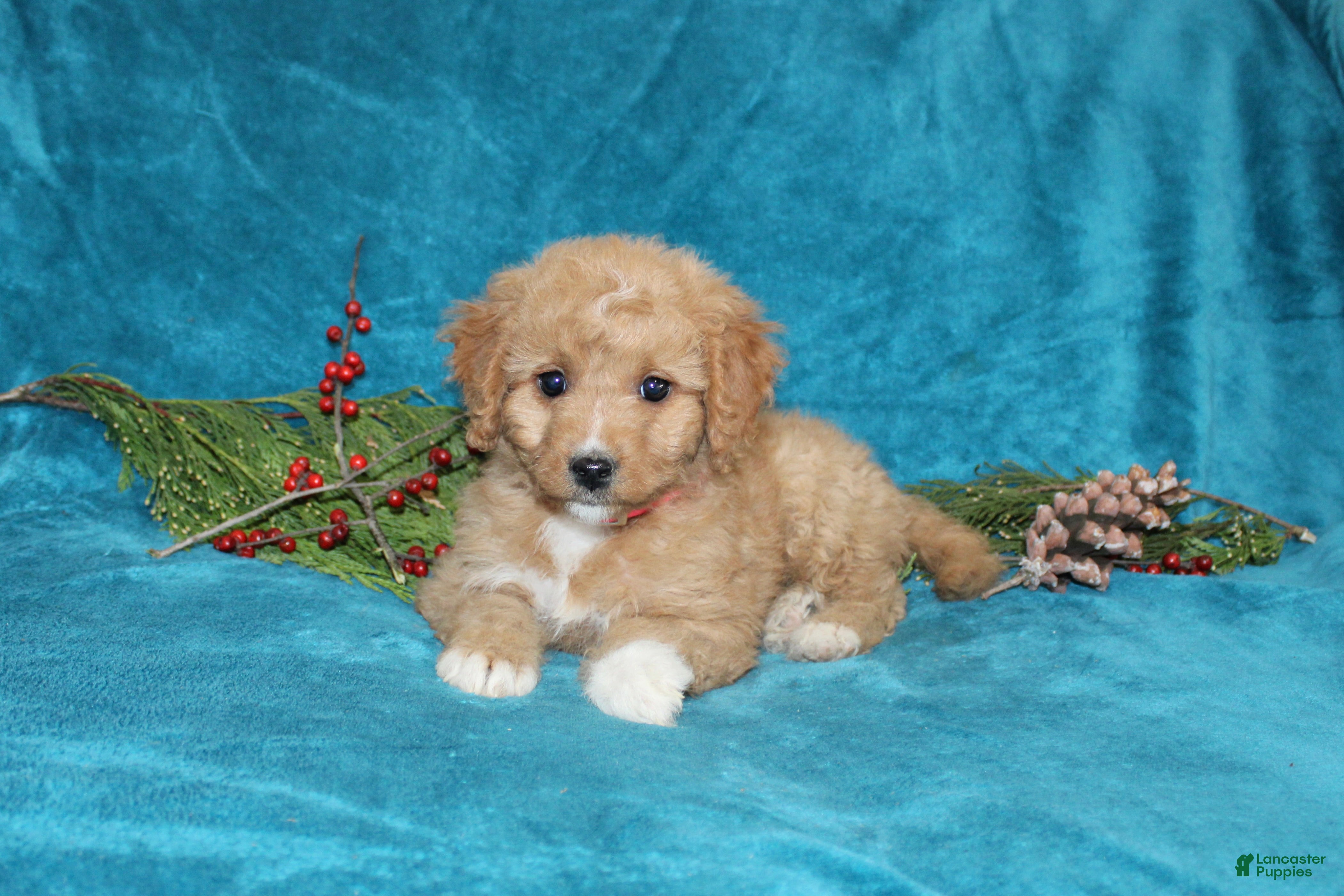 Mini Goldendoodle dogs Bella - Ad 35
