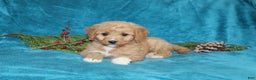 Mini Goldendoodle dogs for sale: Bella - Ad 1